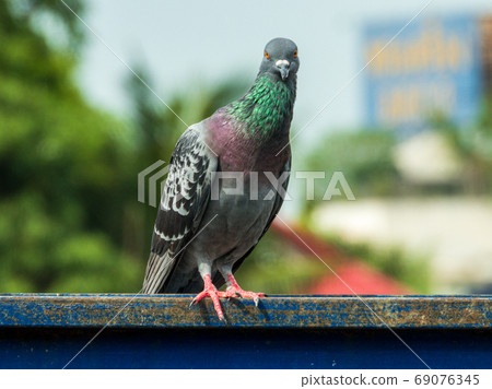 A pigeon standing on the fence A pigeon standing on the fence 69076345