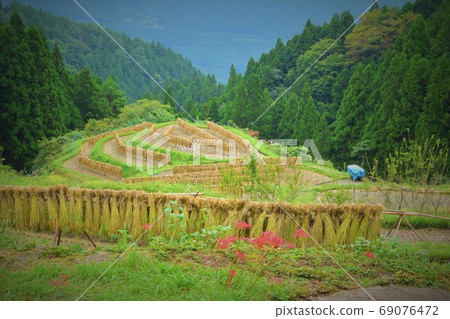 Tokushima Prefecture 100 Selected Rice Terraces Autumn Rice Terraces and Cluster Amaryllis Vertical 69076472
