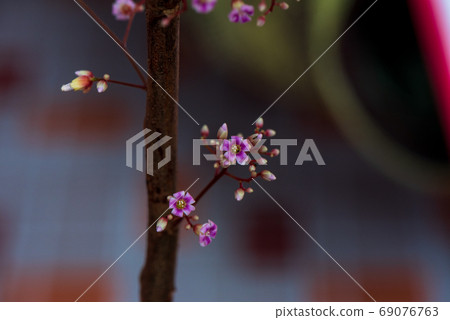 Star fruit is blooming in garden Star fruit is blooming in garden 69076763