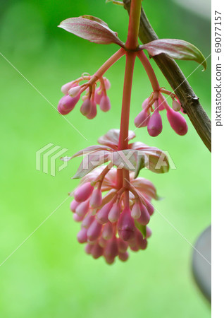 Rose Grape or Showy Medinilla, Medinilla magnifica Lindl 69077157