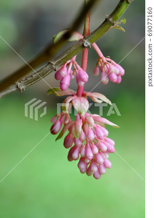 Rose Grape or Showy Medinilla, Medinilla magnifica Lindl Rose Grape or Showy Medinilla, Medinilla magnifica Lindl 69077160