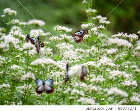Asagi Madara from Kobe Nunobiki Herb Garden 69077271