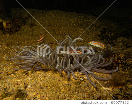 Beautiful sea anemone and striped withe and orange fish swimming among the tentacles. These reefs are so healthy and teeming with life. Picture from Puerto Galera, Philippines 69077532