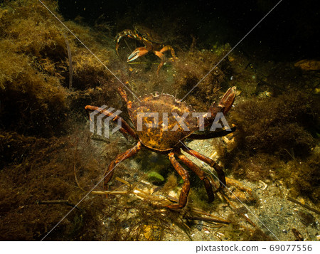A closeup picture of two crabs getting ready for an underwater crab fight. Picture from Oresund, Malmo Sweden A closeup picture of two crabs getting ready for an underwater crab fight. Picture from Oresund, Malmo Sweden 69077556