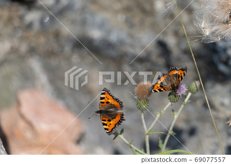 A closeup picture of two colorful small tortoiseshell butterflies on a green plant with a grey blurry background A closeup picture of two colorful small tortoiseshell butterflies on a green plant with a grey blurry background 69077557