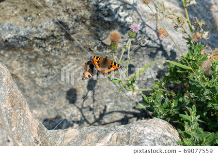 A closeup picture of two colorful small tortoiseshell butterflies on a green plant with a grey blurry background 69077559