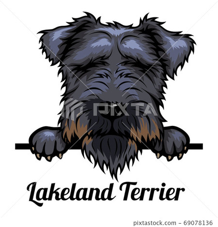 Lakeland Terrier - Color Peeking Dogs - breed face head isolated on white Lakeland Terrier - Color Peeking Dogs - breed face head isolated on white 69078136