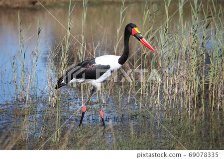 Setloglevel stork Jabiru hunting, saddle billed stork, Setloglevel stork Jabiru hunting, saddle billed stork, 69078335