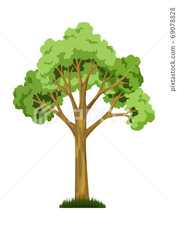 One of the stages tree growth. Large tree... - Stock Illustration ...