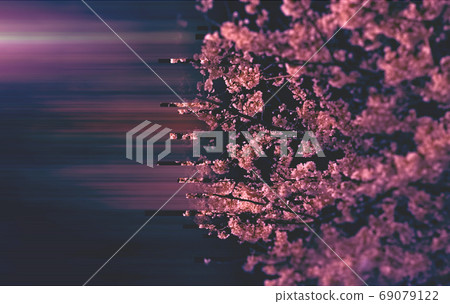 毛刺的櫻桃樹 毛刺的櫻桃樹 69079122