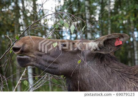 Closeup portrait of funny curious head of a moose or Eurasian elk with big brown eyes and nose 69079123