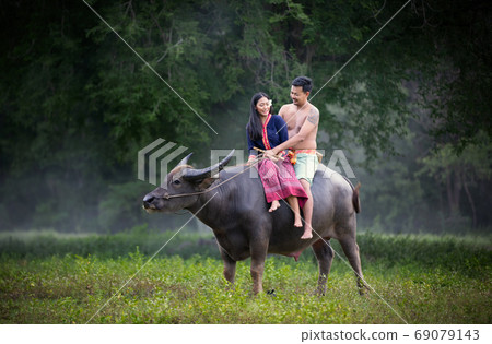 cow, animal, cattle 69079143
