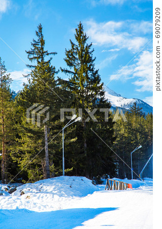 Green pine trees and white snow peak of the mountain behind Green pine trees and white snow peak of the mountain behind 69079209