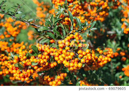Background with ripe Rowan berries, Mountain ash or Sorbus tree 69079605