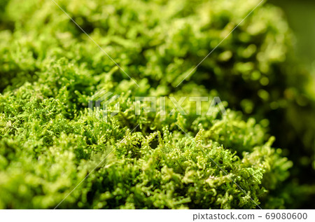 Fresh green moss on a stone in a forest. Small, non-vascular flowerless plants that typically form dense green clumps or mats, often in damp or shady locations. Bryophyta. Close-up macro photo. 69080600