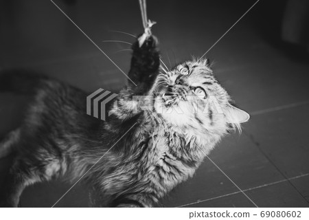 Cat plays with a rope: he caught the end and fiercely pulls it down whereas his master is invisible. Eyes and fangs of predator - this is hunting mood. Black and white photography Cat plays with a rope: he caught the end and fiercely pulls it down whereas his master is invisible. Eyes and fangs of predator - this is hunting mood. Black and white photography 69080602