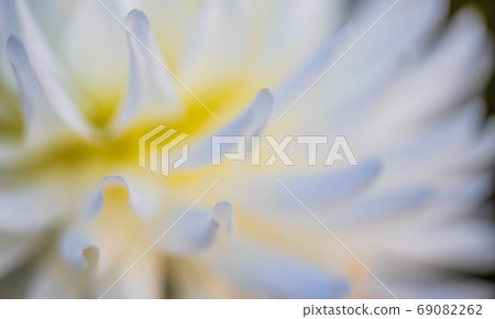 abstract nature background of flower petals abstract nature background of flower petals 69082262