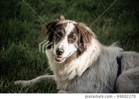 beautiful portrait of a shepherd dog 69082278
