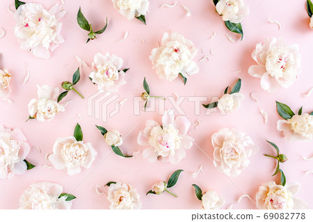 Pattern of pink and beige peony flowers on pink background. Peony texture. Flat lay, top view.  69082778