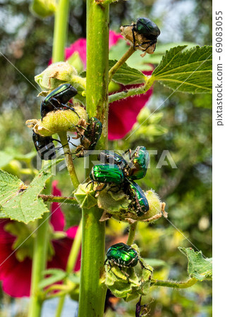 Green Rose chafer, Cetonia aurata on a yellow flower in Trpanj, Dalmatia,Croatia Green Rose chafer, Cetonia aurata on a yellow flower in Trpanj, Dalmatia,Croatia 69083055