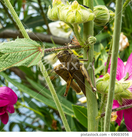 Grasshopper sitting on a common hollyhock in Trpanj, Dalmatia region, Croatia Grasshopper sitting on a common hollyhock in Trpanj, Dalmatia region, Croatia 69083056
