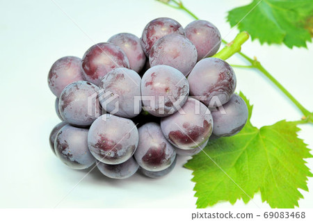 Freshly picked Fuji Minoru 69083468