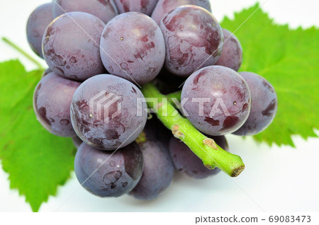 Freshly picked Fuji Minoru 69083473