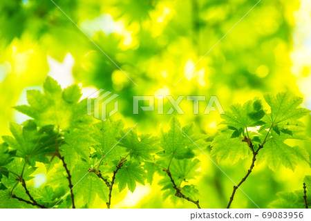 Fresh green Fresh green 69083956