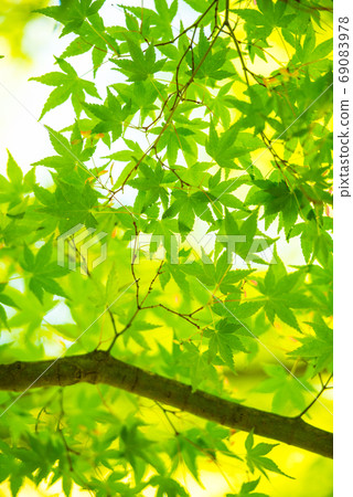 Fresh green Fresh green 69083978
