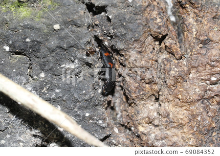 Yotsuboshi Keikisukisui Yotsuboshi Keikisukisui 69084352