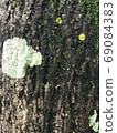 苔蘚和嫩葉發芽在樹上 69084383