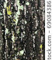 苔蘚和嫩葉發芽在樹上 69084386