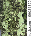 苔蘚和嫩葉發芽在樹上 69084390