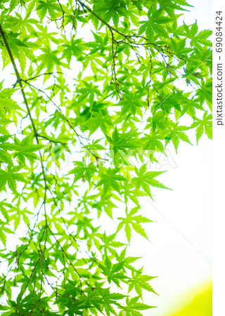 Fresh green Fresh green 69084424