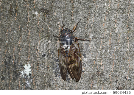 Brown cicada Brown cicada 69084426