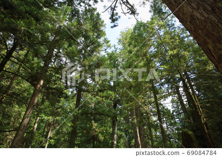 高野山杉林 高野山杉林 69084784