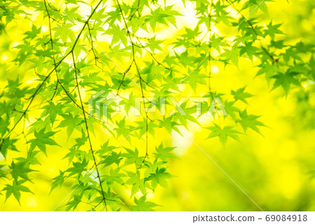 Fresh green Fresh green 69084918