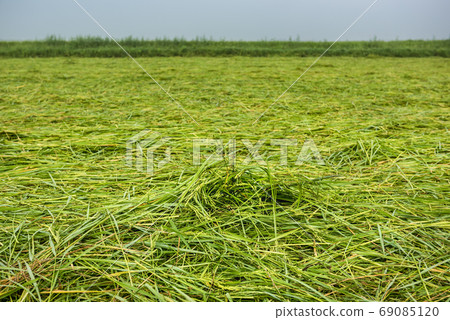 水稻發酵粗飼料飼料 水稻發酵粗飼料飼料 69085120