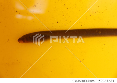 Snail / Lamprey (Tochigi Prefecture) 69085284