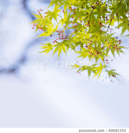 Fresh green maple copy space 69085350