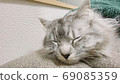 Sleeping cat 69085359