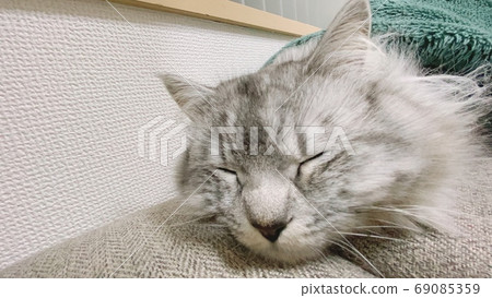 Sleeping cat Sleeping cat 69085359