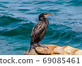 Cormorant on the rock 69085461
