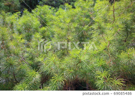 高野真葉 69085486