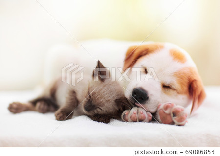 Cat and dog sleeping. Puppy and kitten sleep. 69086853