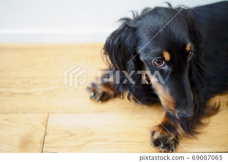 Dog prone and staring at me 69087065