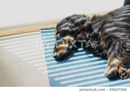 Dog lying down 69087066