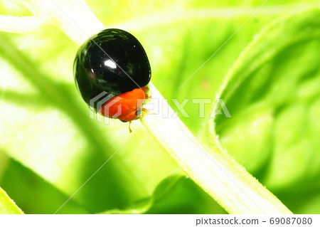 Red-tailed Red-footed Tento 69087080