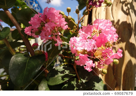 Pink Crimson Flower that bloomed in midsummer 69087679