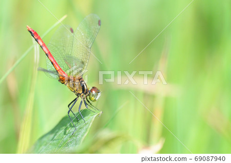 Himekane (male) Himekane (male) 69087940